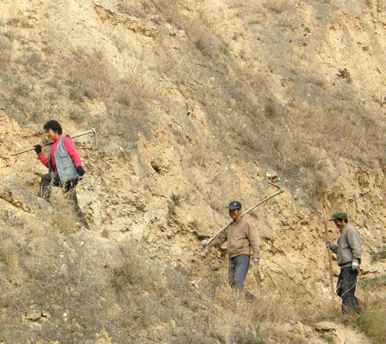 雖沒(méi)有十里桃林，漫山遍野的灼灼芳華。但我們有萬(wàn)畝國(guó)家級(jí)標(biāo)準(zhǔn)化油橄欖種植示范基地，漫山遍野，香氣撲鼻。畝是中國(guó)市制土地面積單位，一畝等于六十平..